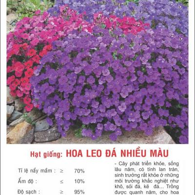 Hạt giống Hoa leo đá nhiều màu VTP168