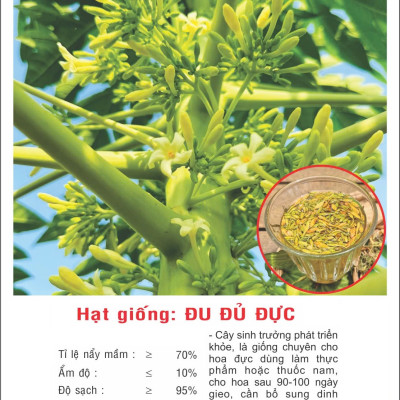 Hạt giống cây Đu đủ Đực siêu bông VTP194