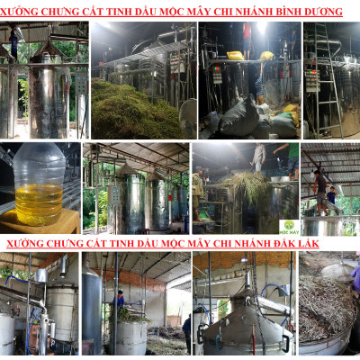 Tinh dầu hoa Ngũ Sắc (hoa cỏ hôi) 50ml Mộc Mây - tinh dầu nguyên chất từ thiên nhiên - Có kiểm định Bộ Y Tế, chất lượng và mùi hương vượt trội