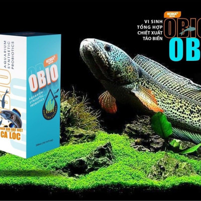 KOIKA OBIO Phiên Bản Dành Cho C.á LÓC