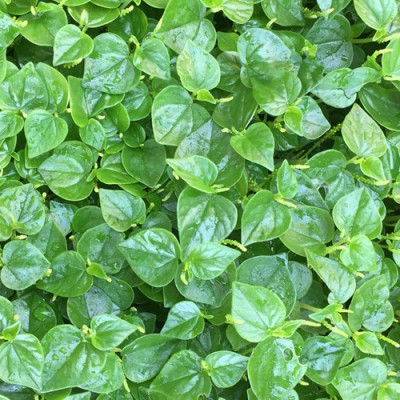Hạt giống rau càng cua VTS79