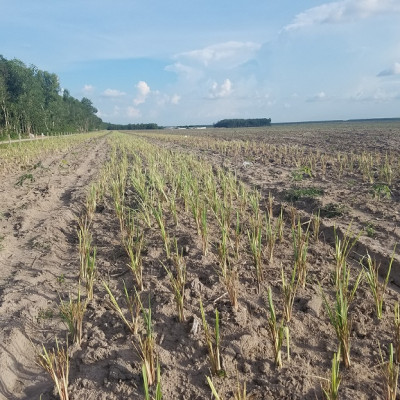 Tinh dầu sả chanh 10ml Mộc Mây - tinh dầu nguyên chất 100% từ thiên nhiên - chất lượng và mùi hương vượt trội