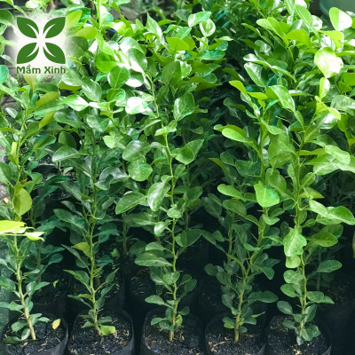 Cây chúc giống (cây chanh thái) cao khoảng 40cm