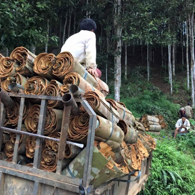 Tinh dầu Quế 10ml nguyên chất từ thiên nhiên - Mộc Mây