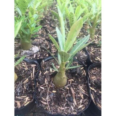 Cây hoa sứ thái cánh kép + tặng phân bón cho cây mau lớn