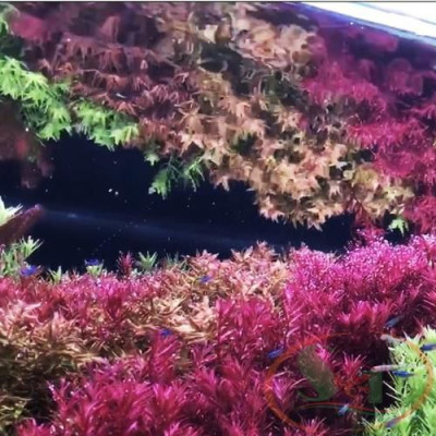 Phân nước PTV All In One Pro dinh dưỡng đa vi lượng tổng hợp bể thủy sinh cá tép