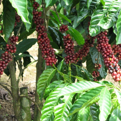 Tinh dầu Cà Phê (Coffee) 50ml Mộc Mây - tinh dầu thiên nhiên nguyên chất 100% - chất lượng và mùi hương vượt trội