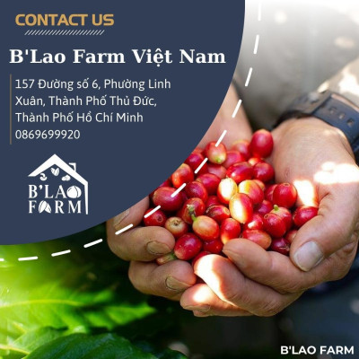 Cà phê nguyên chất CULI B