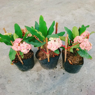 Xương Rồng Bát Tiên (Hồng) - cây cảnh để bàn + tặng phân bón cho cây