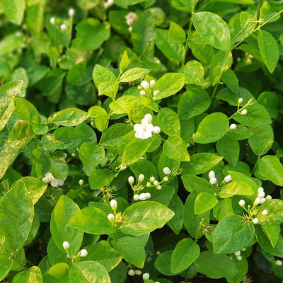 Tinh dầu hoa Lài (nhài) 50ml Mộc Mây - nguyên chất 100% từ thiên nhiên - chất lượng và mùi hương vượt trội