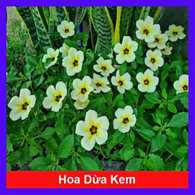 Cây Đông Hầu ( Hoa Dừa Kem - Hoa Dừa Cạn ) - Cây cảnh vườn + Tặng phân bón cho cây mau lớn