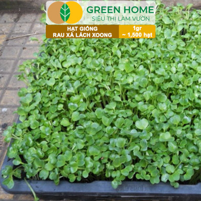 Hạt Giống Rau Xà Lách Xoong Greenhome, Gói 0.1g~1500 hạt, Dễ Trồng Quanh Năm, Độ Nảy Mầm Cao, Thu Hoạch Nhanh, Năng Suất Cao R01