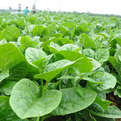 Hạt giống rau mồng tơi cao sản VTS50