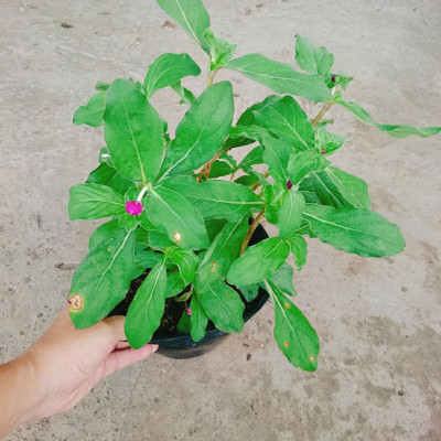 Hoa Cúc Bách Nhật Đã Có Hoa Và Nụ + tặng phân bón cho cây