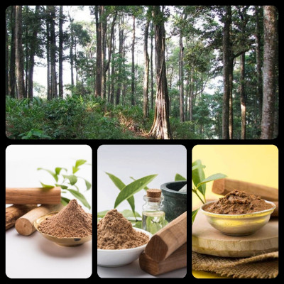 Tinh dầu Gỗ Đàn Hương 50ml Mộc Mây - tinh dầu thiên nhiên nguyên chất 100% - chất lượng và mùi hương vượt trội - Có kiểm định - Hương ngọt ngào, trầm, dai dẳng, quyến rũ nồng ấm từ loài gỗ quý hiếm nhất thế giới…