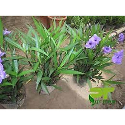 Cây hoa chiều tím, 12-15 cây/chậu