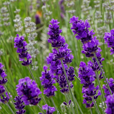 Hạt giống Hoa Oải Hương - Lavender VTP83