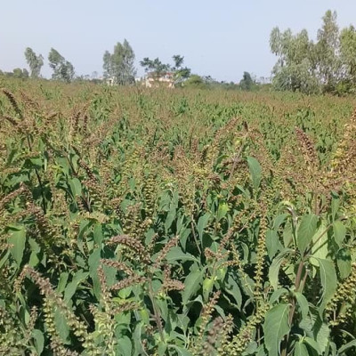 Tinh dầu Hương Nhu 100ml Mộc Mây - tinh dầu thiên nhiên nguyên chất 100% - chất lượng và mùi hương vượt trội - chuyên gia chăm sóc tóc hư tổn