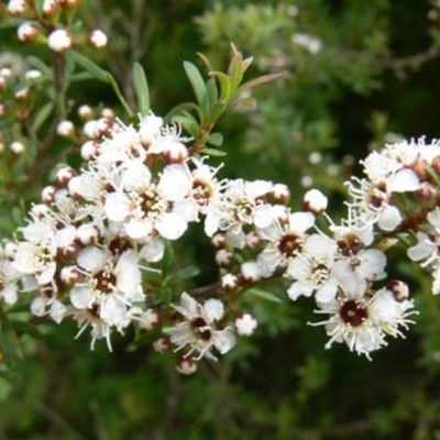 Tinh dầu Trà Trắng 100ml nguyên chất từ thiên nhiên, xông phòng, khử mùi, thơm phòng, đuổi muỗi - KingOil