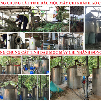 Tinh dầu Bưởi da xanh 50ml Mộc Mây - tinh dầu nguyên chất 100% từ thiên nhiên