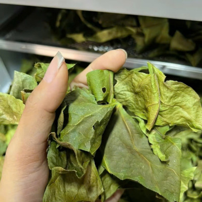 Trà túi lọc, Bột lá bàng ,rôm sảy ,ngứa ngoài, có che tên sản phẩm