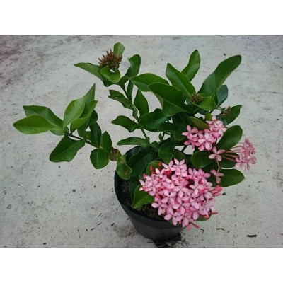 Cây Mẫu Đơn Hồng (Lá Trung) - cây bông trang hồng + tặng phân bón cho cây