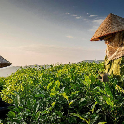 Combo 02 Hộp Trà Đinh Tiến Quan Trà xanh Tân Cương (500 g/hộp)