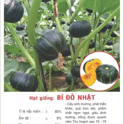 Hạt giống Bí đỏ Nhật da xanh đậm dẻo ngọt VTP148
