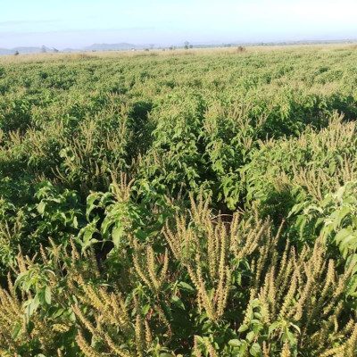 Tinh dầu Hương Nhu 100ml Mộc Mây - tinh dầu thiên nhiên nguyên chất 100% - chất lượng và mùi hương vượt trội - chuyên gia chăm sóc tóc hư tổn