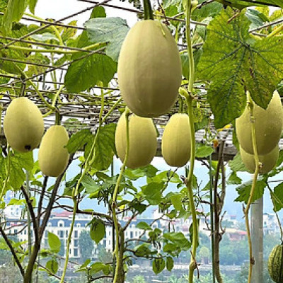 Hạt giống Bí Sợi Mì dẻo thơm ngọt VTP167