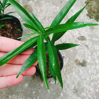 Cây đào tiên Nhật Bản - cây ăn quả - 1 năm ra quả + tặng phân bón