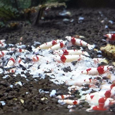 Thức ăn tép Wasabi vỏ đậu nành Nhật Bản snow flake tôm tép cảnh