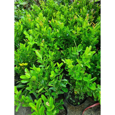 Cây Siro - Cây cảnh vườn + Tặng phân bón cho cây mau lớn
