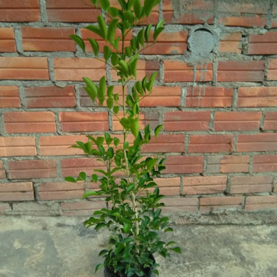 Cây hoa nguyệt quế, cây cao từ 30-50cm
