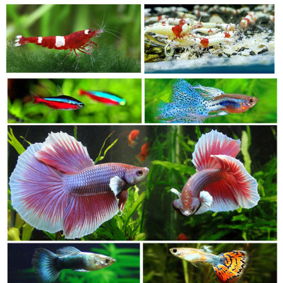 Vitamin tổng hợp 100GR cho cá cảnh, cá rồng, cá vàng, cá bảy màu guppy, cá rồng, cá Koi, ếch rùa, baba, lươn ...  