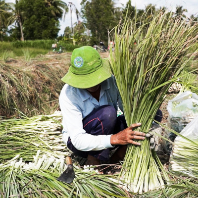 Tinh dầu Sả Chanh Mộc Mây - Xuất khẩu Châu Âu, nguyên chất 100% từ thiên nhiên, xông phòng, khử mùi, thơm phòng, đuổi muỗi, thư giản