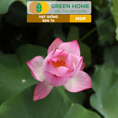 Hạt Giống Hoa Sen Ta GreenHome, Gói 20 Gram, Dễ Trồng, Nảy Mầm Tốt, Bông To, Lá Dày H10
