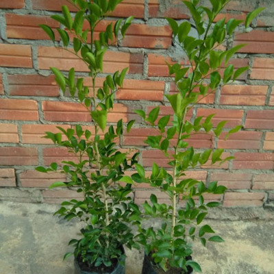 Cây hoa nguyệt quế, cây cao từ 30-50cm