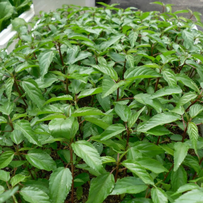 Hạt giống rau nhớt - rau đay đỏ VTS80