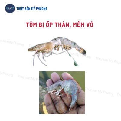 Khoáng trộn hữu cơ kích thích lột ngừa đục hoại tử cơ Premix N80 tăng cơ chắc thịt nặng cân tôm thẻ cá lươn ếch ốc ba ba