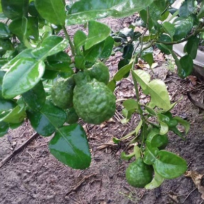 Tinh dầu Chanh tươi (Chanh Thái) 100ml Mộc Mây - tinh dầu thiên nhiên nguyên chất 100% - chất lượng và mùi hương vượt trội - Có kiểm định