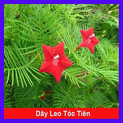 Hoa tóc tiên đỏ dây leo - cây cảnh vườn + tặng phân bón cho cây