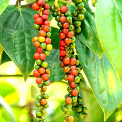 Tiêu Đen Hạt Ông Chà Và 500g (Black Pepper)