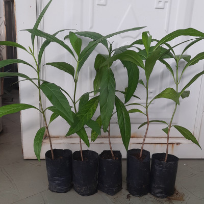 Combo 5 cây nhàu, chiều cao khoảng 25cm
