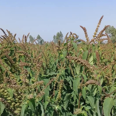 Tinh dầu Hương Nhu 100ml Mộc Mây - tinh dầu thiên nhiên nguyên chất 100% - chất lượng và mùi hương vượt trội - chuyên gia chăm sóc tóc hư tổn