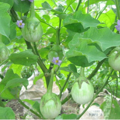 Hạt giống cà dĩa cao sản giống ngắn ngày -  năng suất cao VTS017