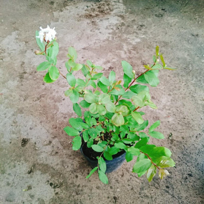 Cây tường vy hoa trắng - cây cảnh đẹp + tặng phân bón cho cây