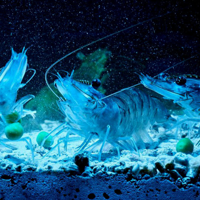 Men Tiêu Hóa TN 50Gr làm hấp thụ thức ăn tốt dùng cho tôm cua cá, hải sản, ếch rùa, lươn, cá sấu ... 