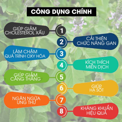 Tinh Dầu Hương Nhu Kobi Holy Basil Essential Oil Giúp Chăm Sóc Da Đầu, Chăm Sóc Tóc, Xoa Dịu Căng Thẳng, Kháng Khuẩn Hiệu Quả - 5ml