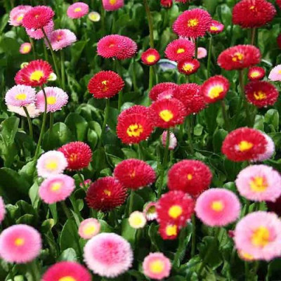 Hạt giống hoa cúc Daisy - cúc Bellis VTP71